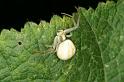 Misumena_vatia_D5214_Z_89_Les Gris_Frankrijk